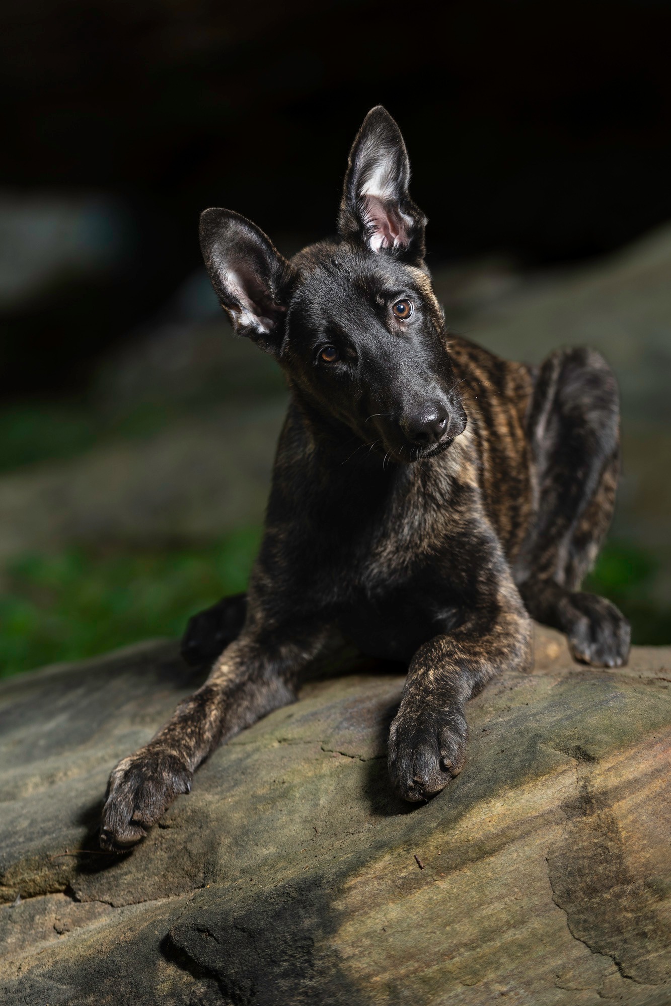 Wolfe County Animal Shelter | Hazel Green KY