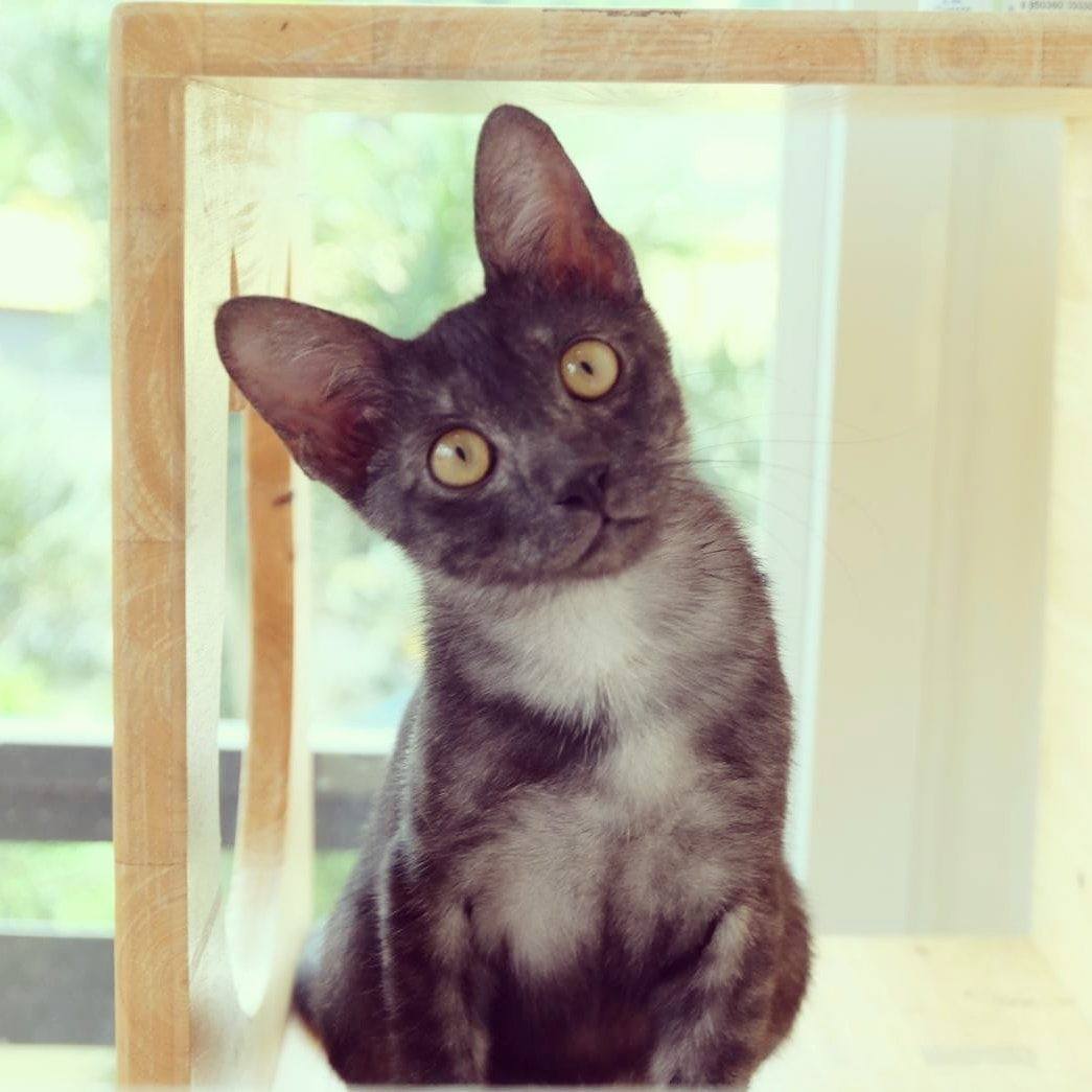 IGee BatCat