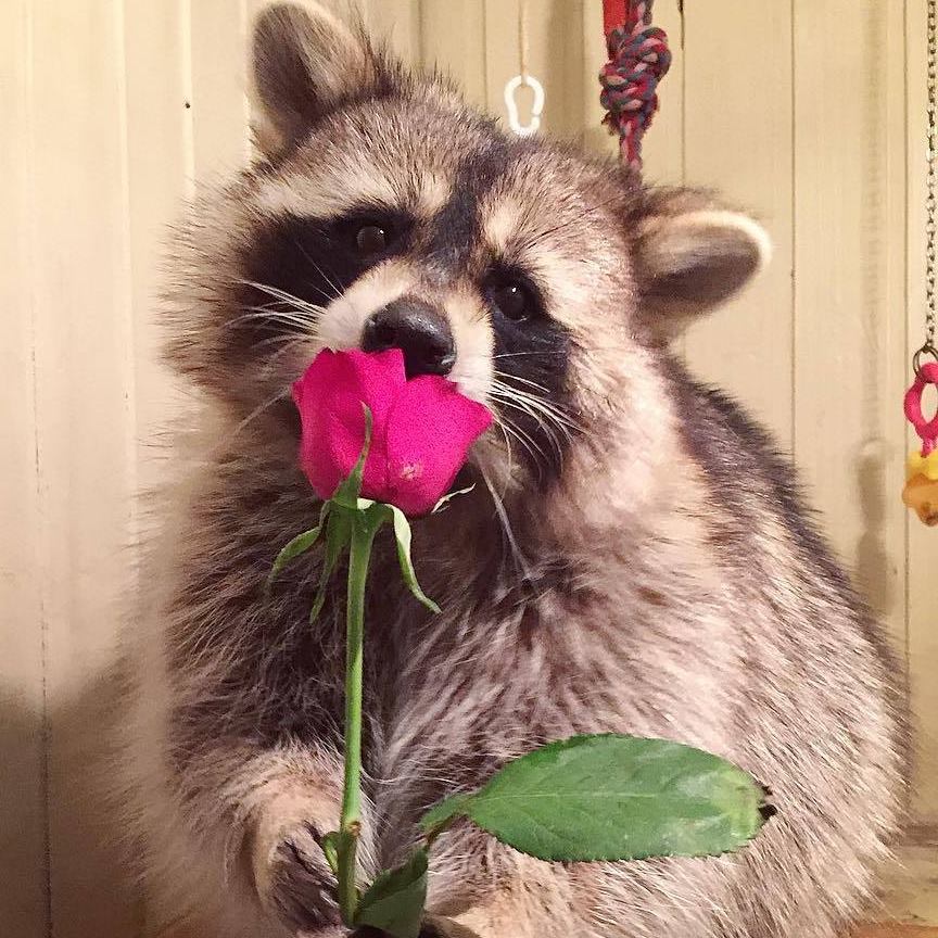 Raccoon Tema