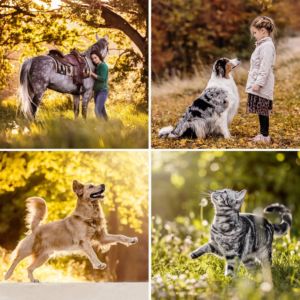 Hundeschule Rotter | Bergisch Gladbach