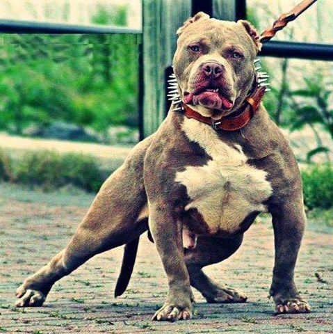 Pit Bull's √ (@pitbull.sf) • Facebook
