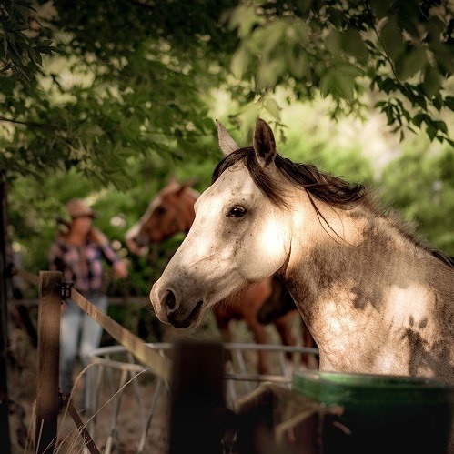 Le Ranch Amadeus | Saint-Paul-en-Born
