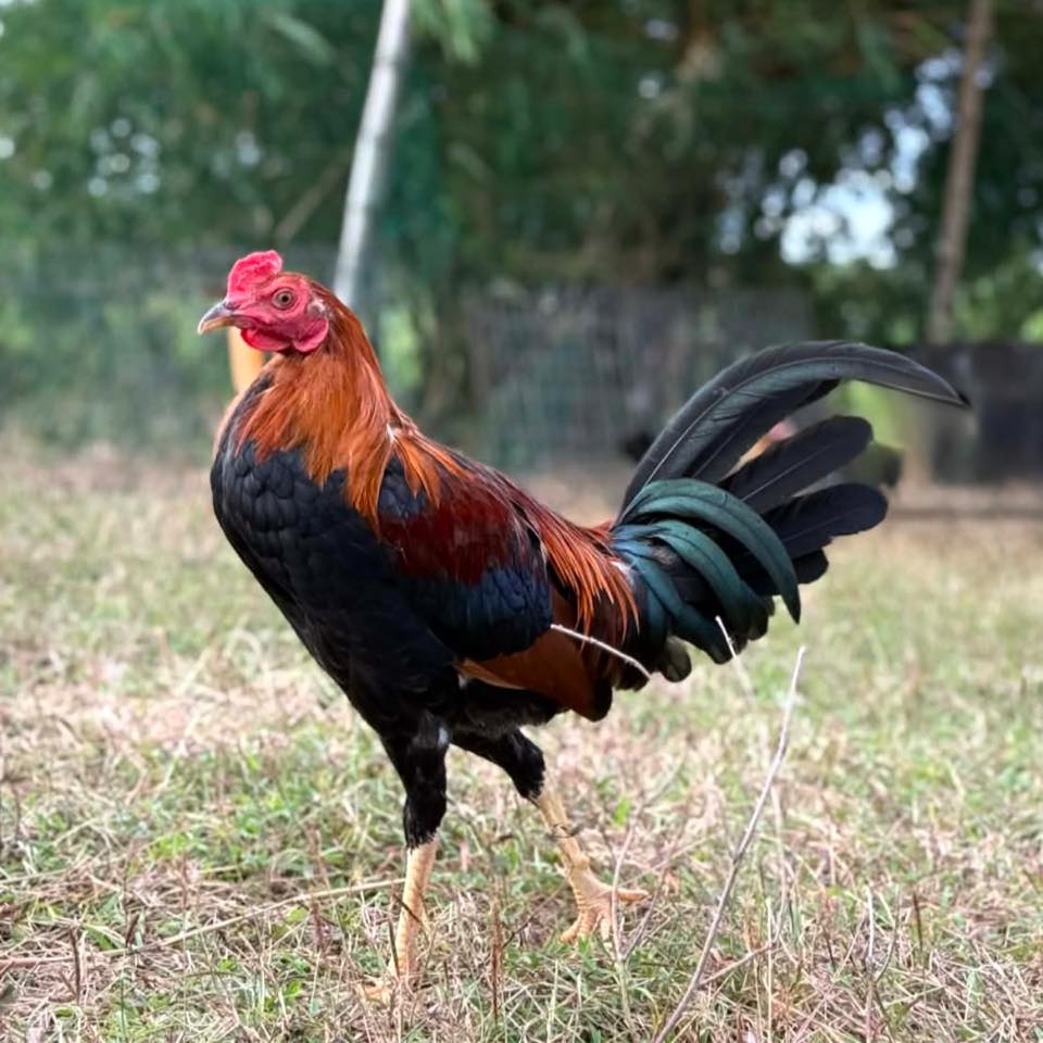 Rapapap Gamefarm