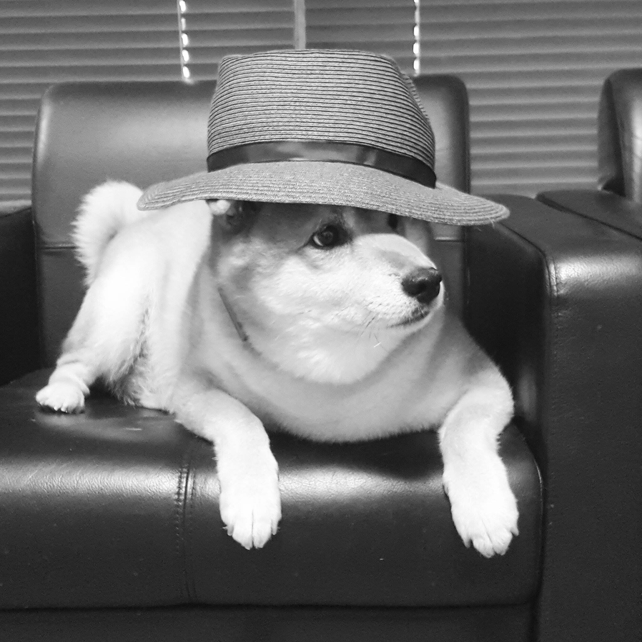 Shiba Inu Jiro/ 柴犬ジロー (@ShibaInuJiro) • Facebook