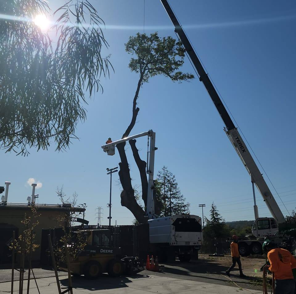General Tree Service | San Jose CA