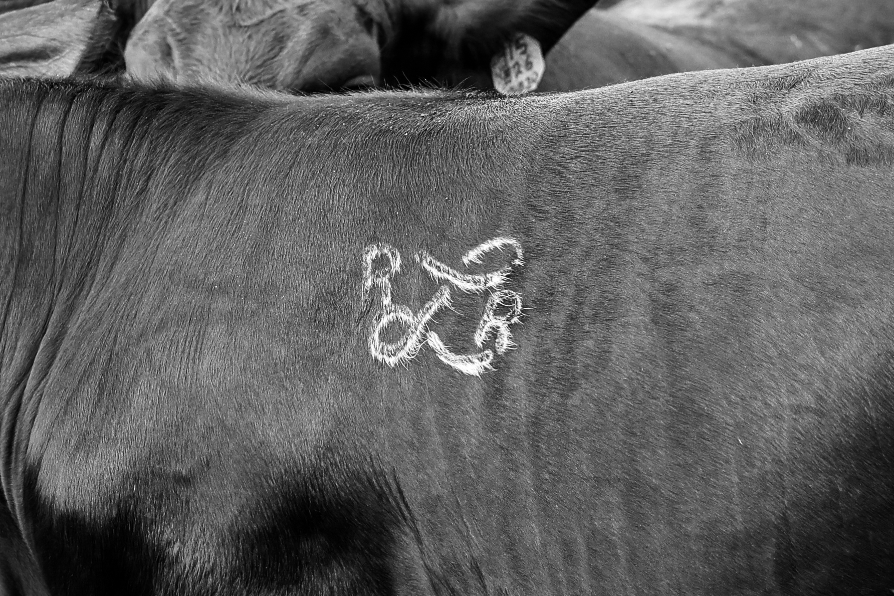 Running Luce Ranch | Cat Spring TX
