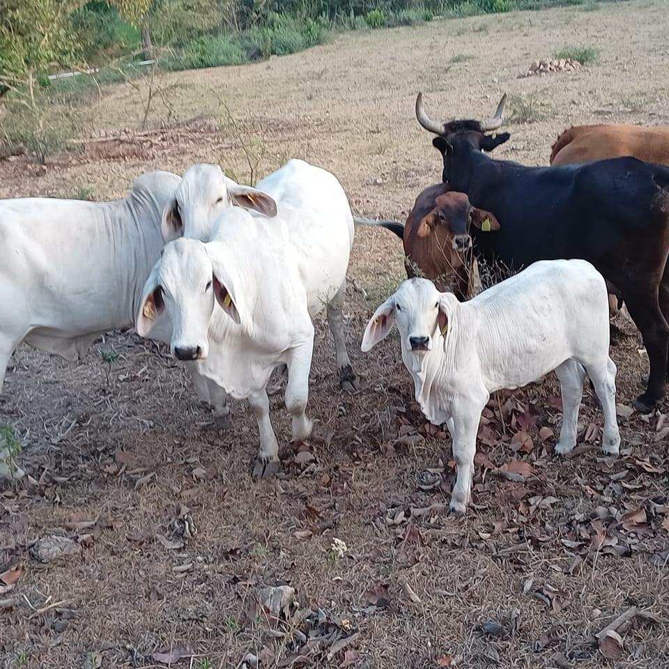 Agromar - Brahman♥️ La raza Brahman es un bovino de origen indio ...