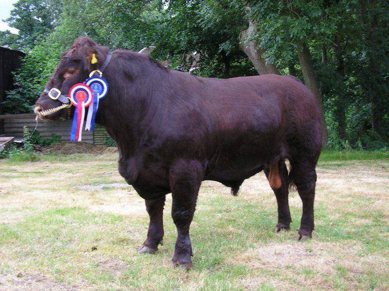 Wragbyreds Lincoln Red Cattle