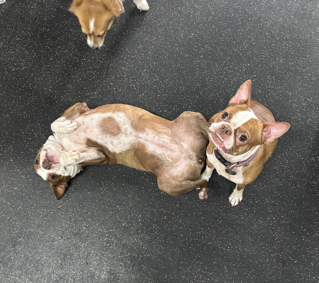Mission: Dog Park