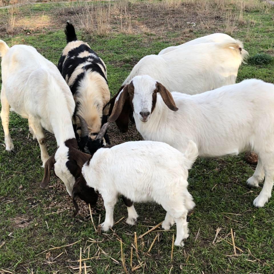 Rocking Arrow Boer Goats | Cherokee TX