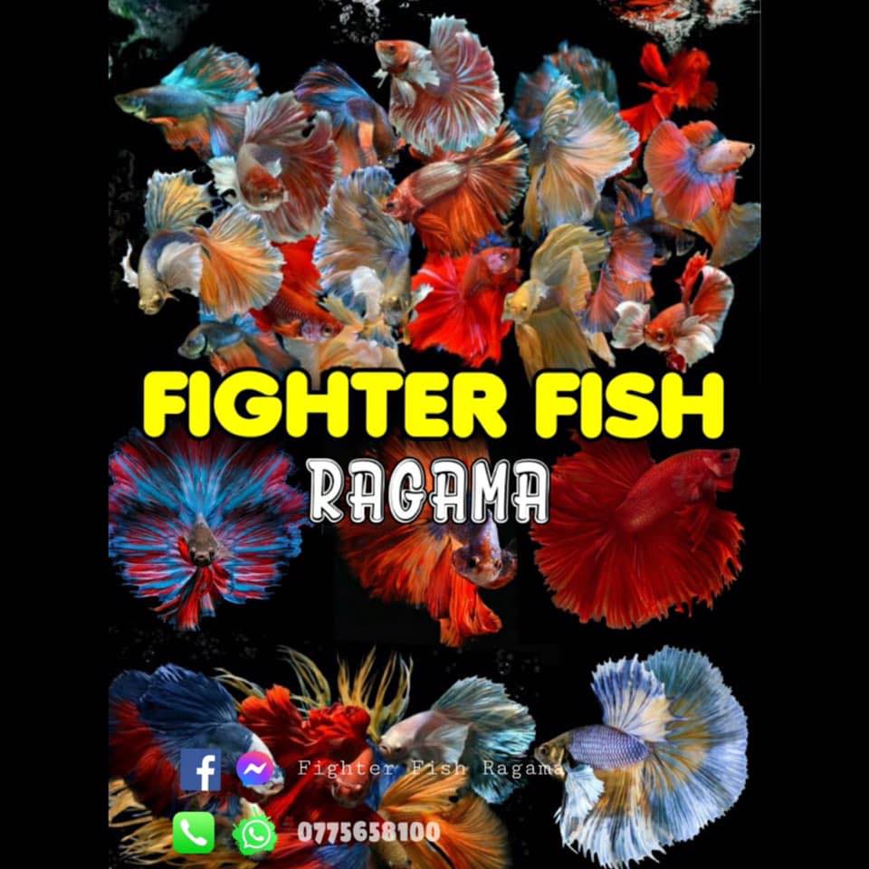 Fighter fish & Fish tanks ragama | Ragama
