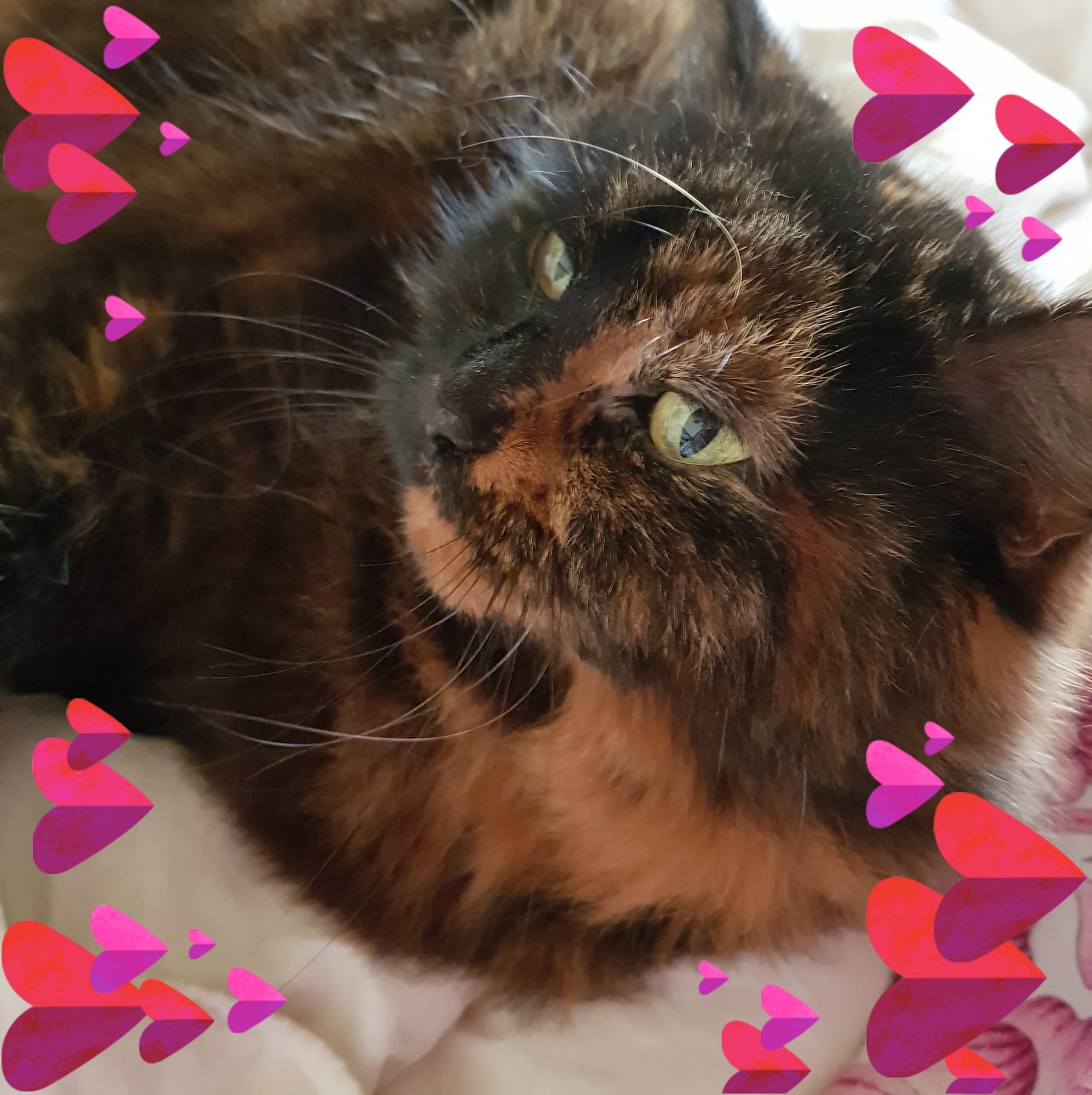 main coon kittens for adoption | Facebook