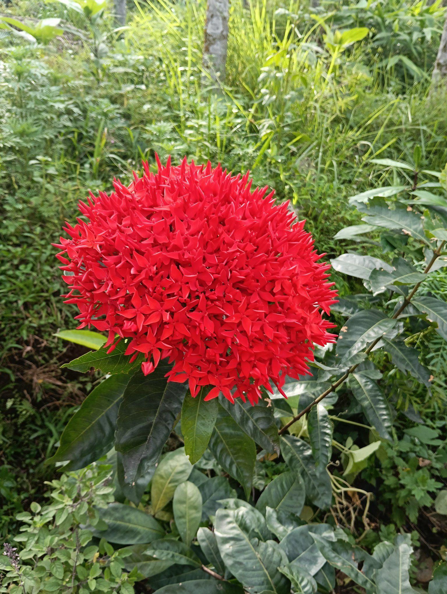 Pabitra Raii