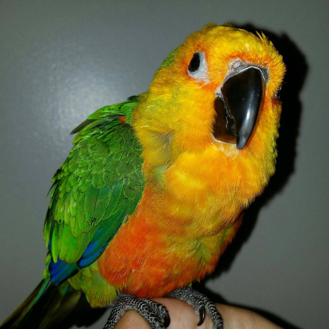 Rave Parrot Productions