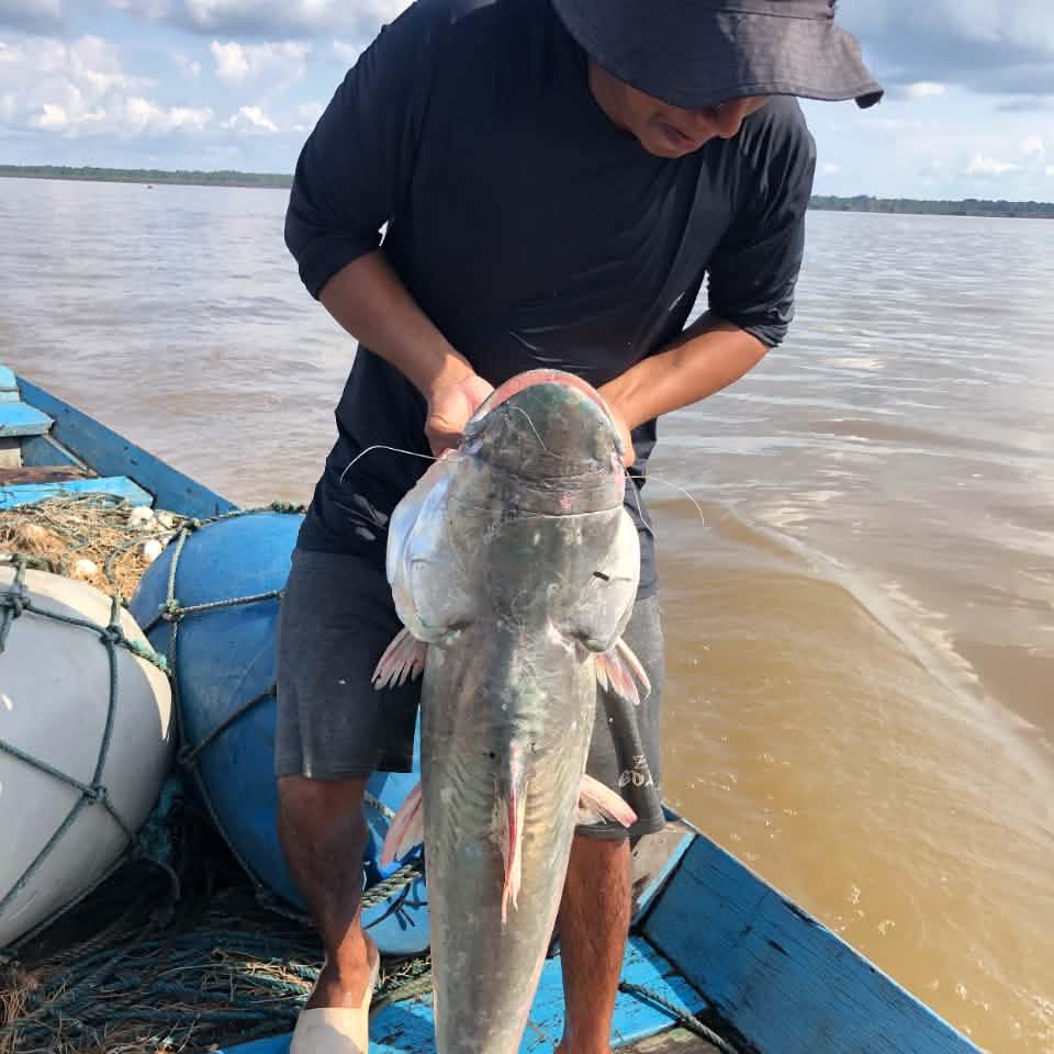 Pescaria de dourada no rio Solimões #pesca #peixe #viral #amazonas ...
