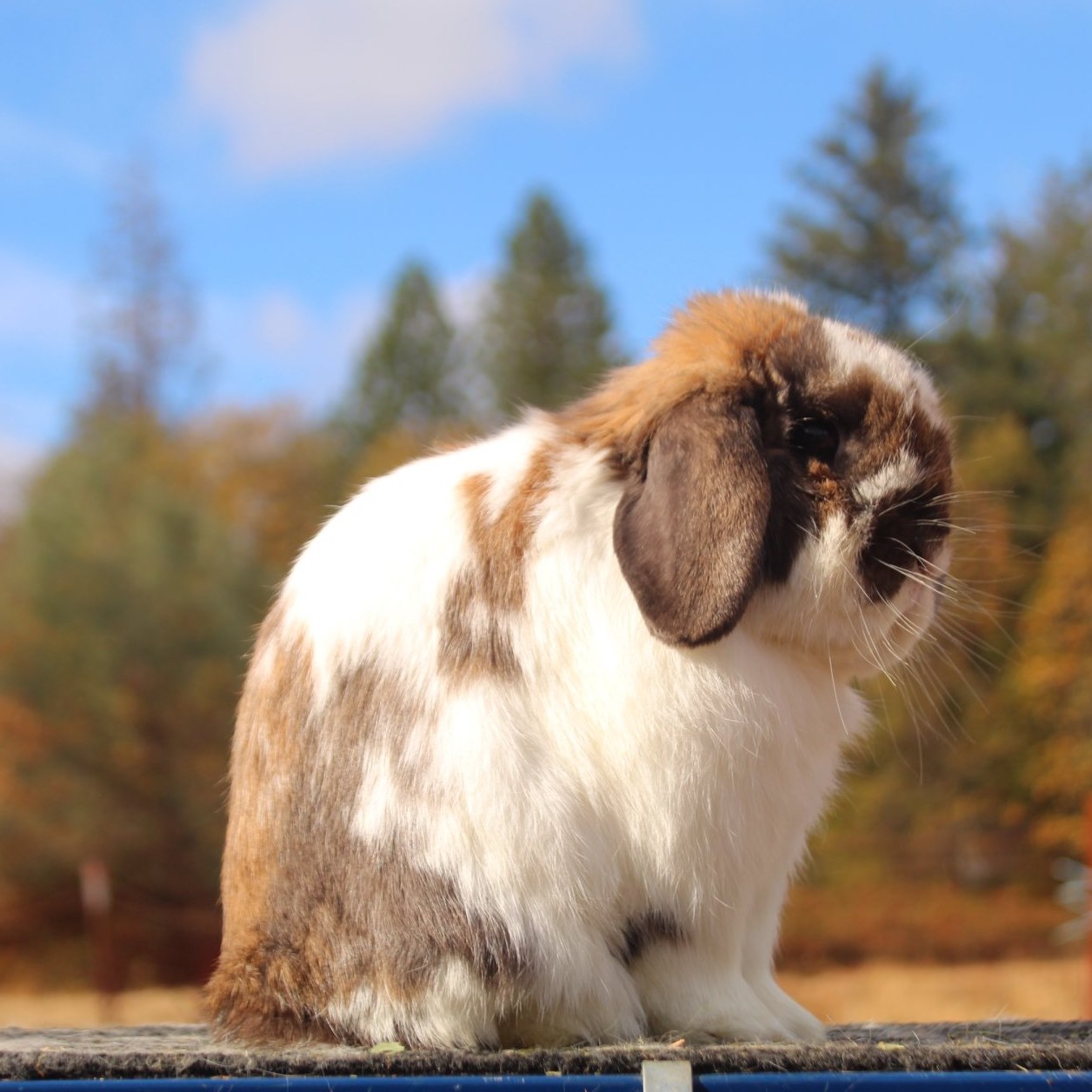 Hailey's Hoppy Rabbitry | Middletown CA