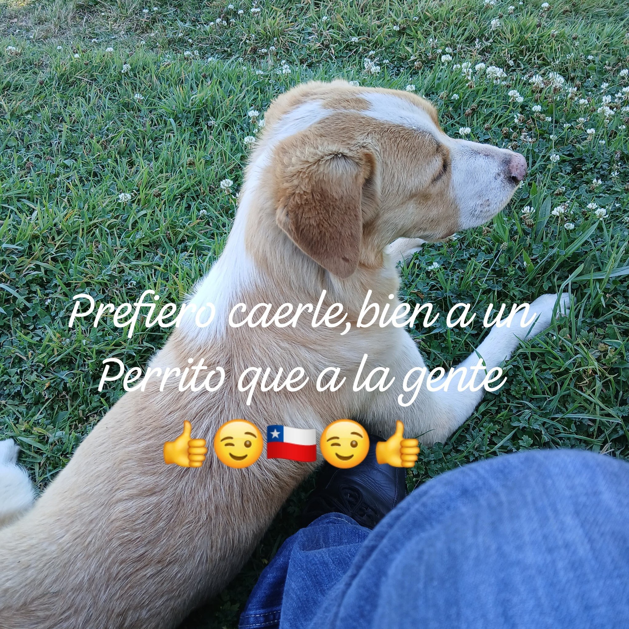 #PURRANQUE #QUELLÓN INTERCEPTAN EN PEAJE DE PURRANQUE CARGAMENTO DE MÁS ...