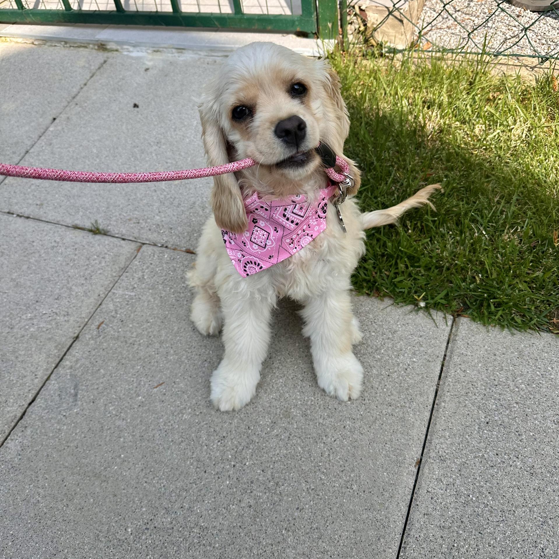 SANDY the... - SANDY the lovely American Cocker Spaniel