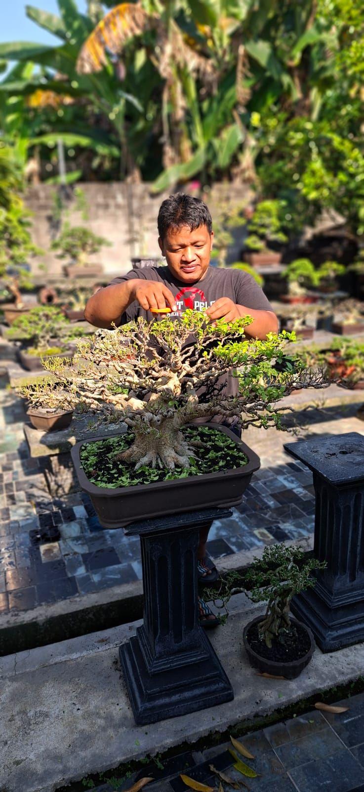 ADENIUM OBESUM | 30rb cari yang gratingannya udah panjang | Facebook