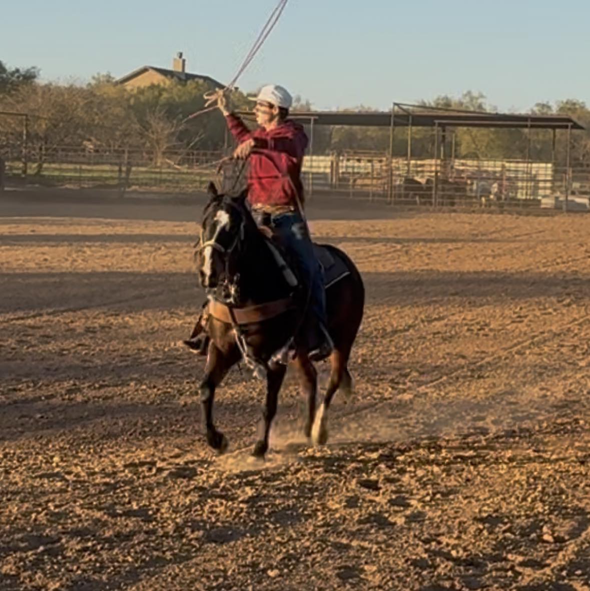 Team Roping Horses Under 30k | 7-year-old grade gelding, approximately ...