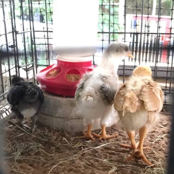 This is Mabel and she’s the egg... - Library Chicken Lady | Facebook