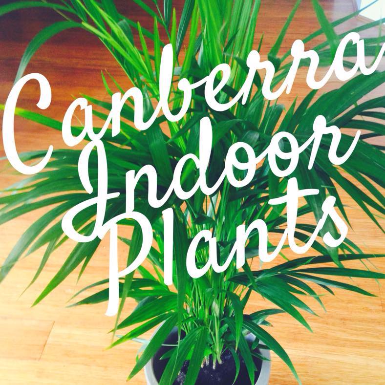 Canberra Indoor Plants