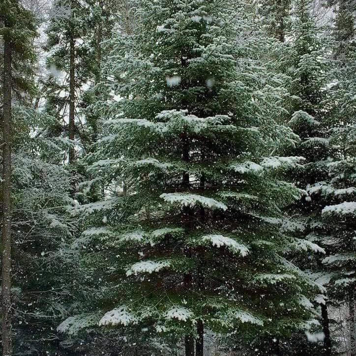 The Evergreen | Grand Rapids MN