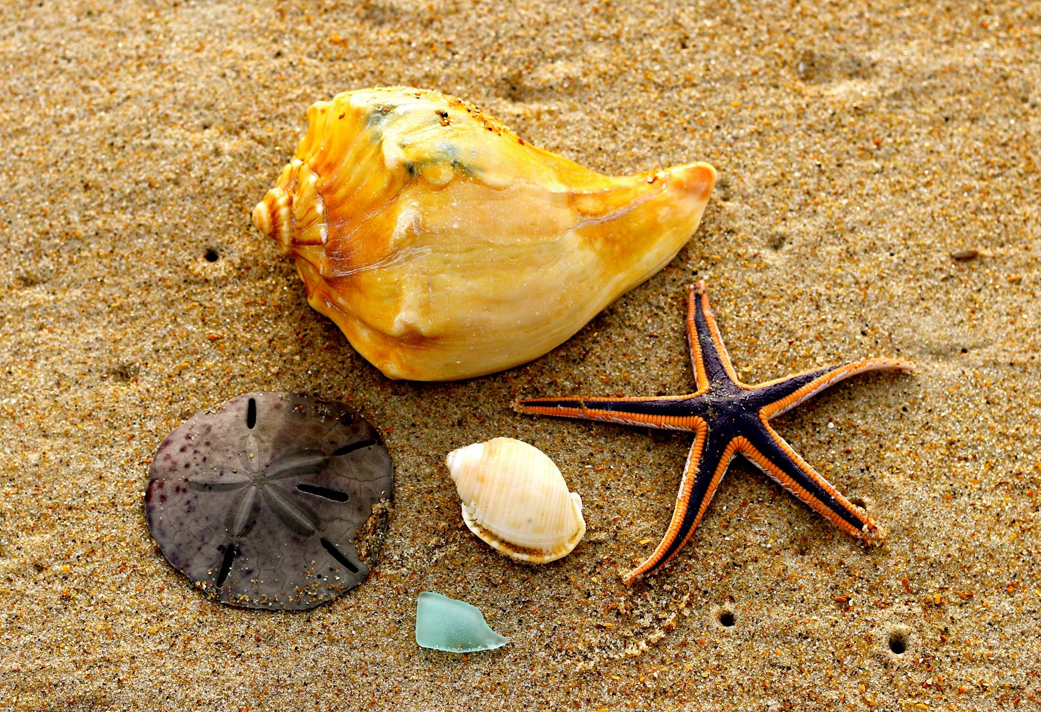 Shell Hunter