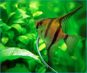 fish bowl accessories south africa Sweetsea Hanging Wall Mounted 1 Gallon Tank Aquarium Wall Decor Plant Fish Bubble Aquatic Dcor Live and faux plants and dcor inspired by your imagination to personalize your underwater world Making a NO FILTER Ecosystem