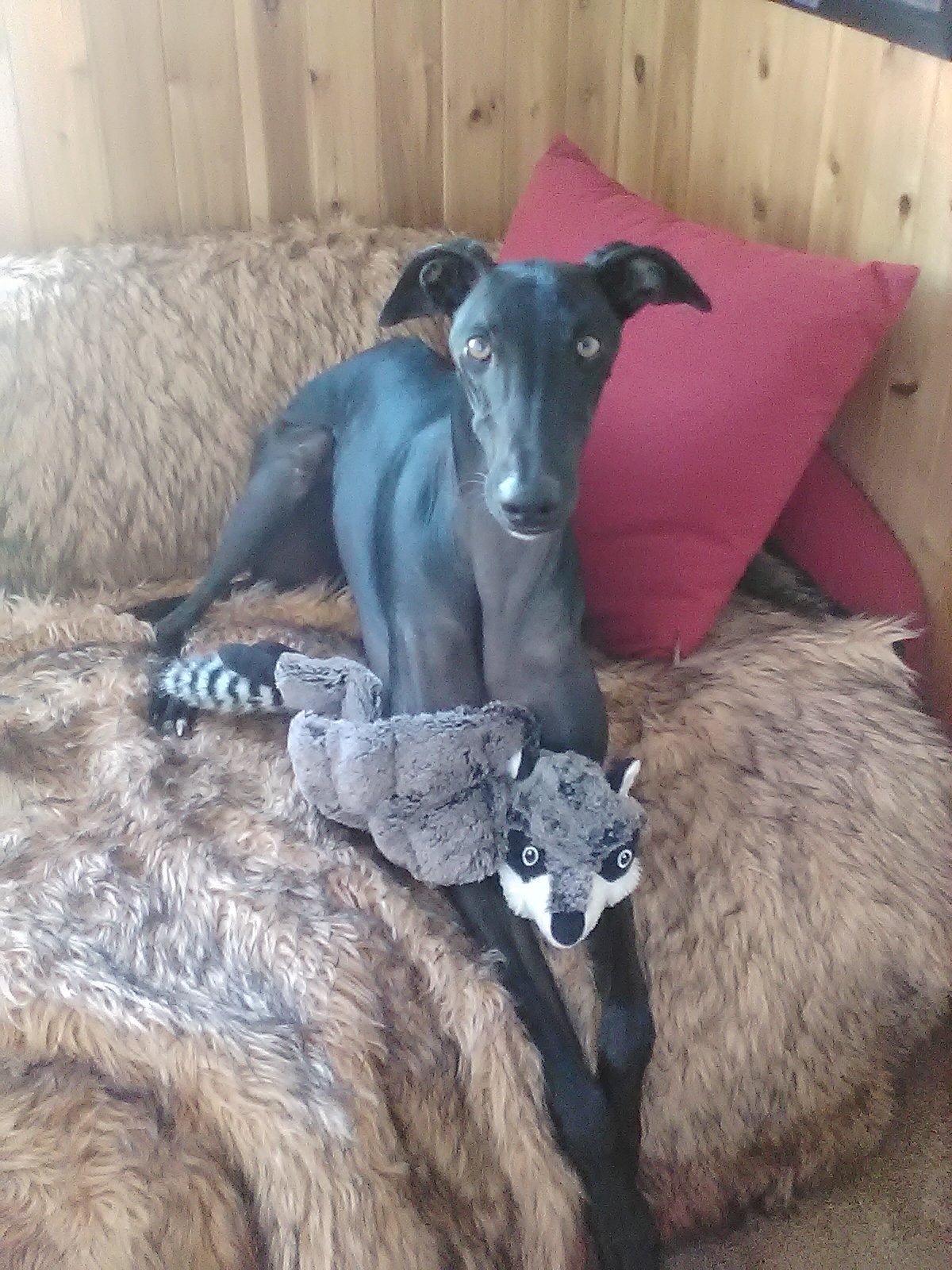 Great Global Greyhound Walk | Hei-Wa has recruited another mate, Atlas ...