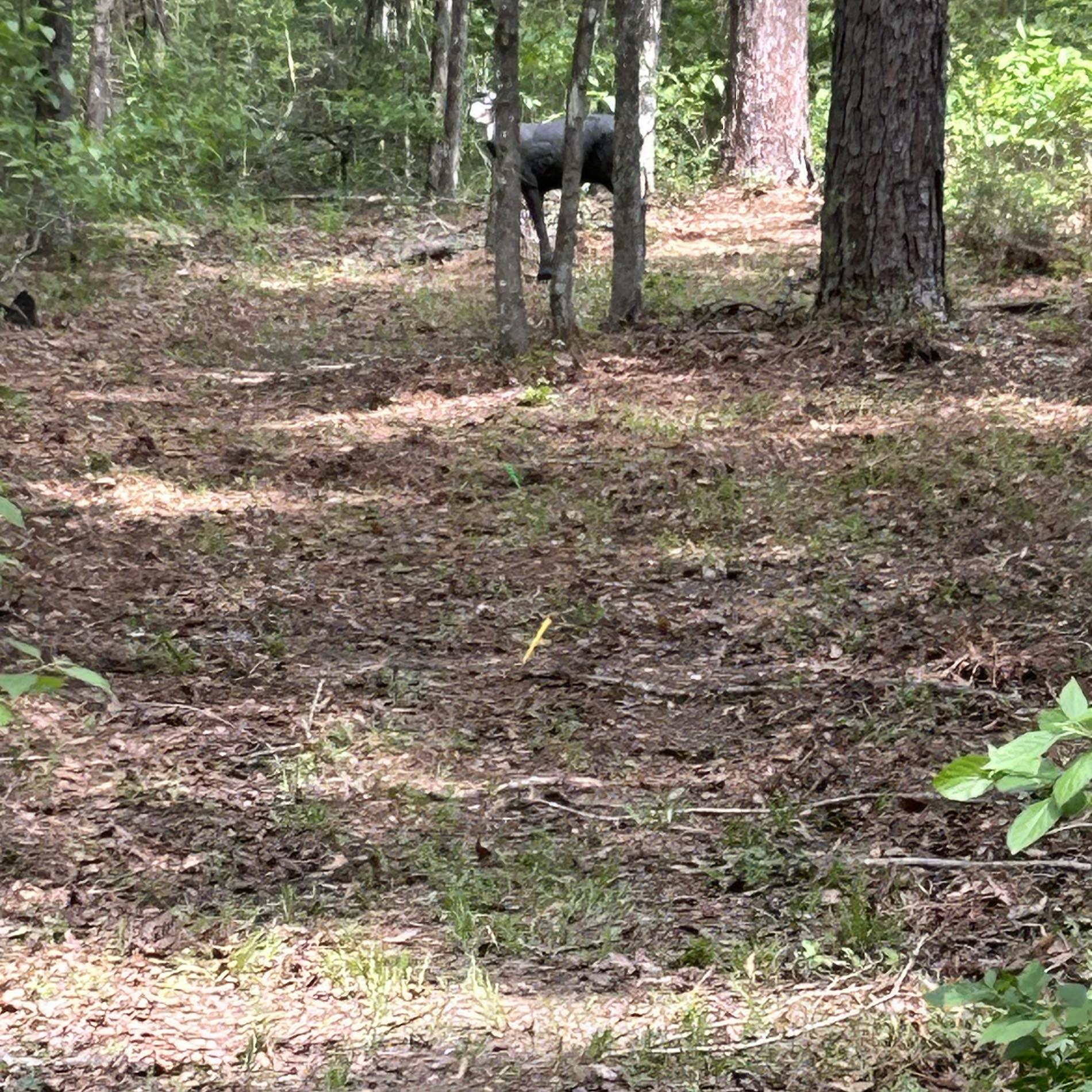 Little River Bowmen Archery Club | Columbia MS