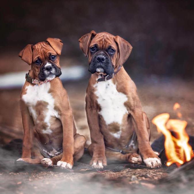 Boxers 4 Us | Delta CO