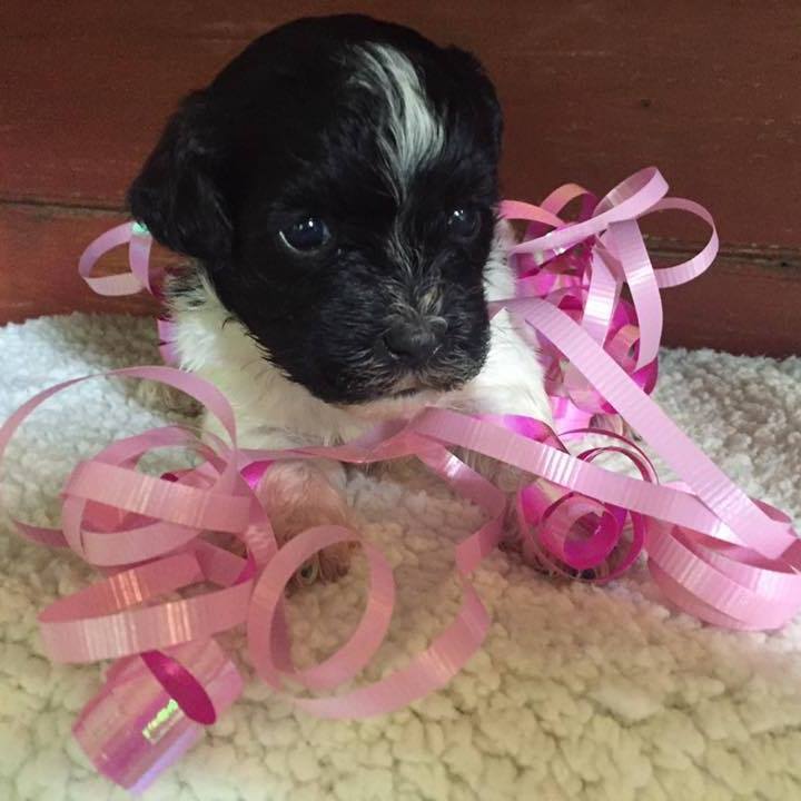 Red Ruff Puppies | Abbeville SC