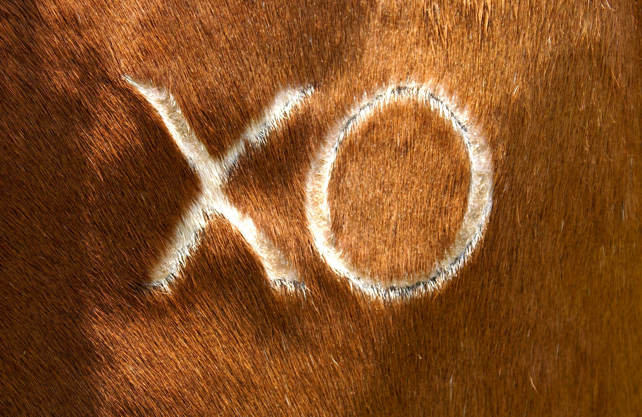 XO Ranch | Aubrey TX