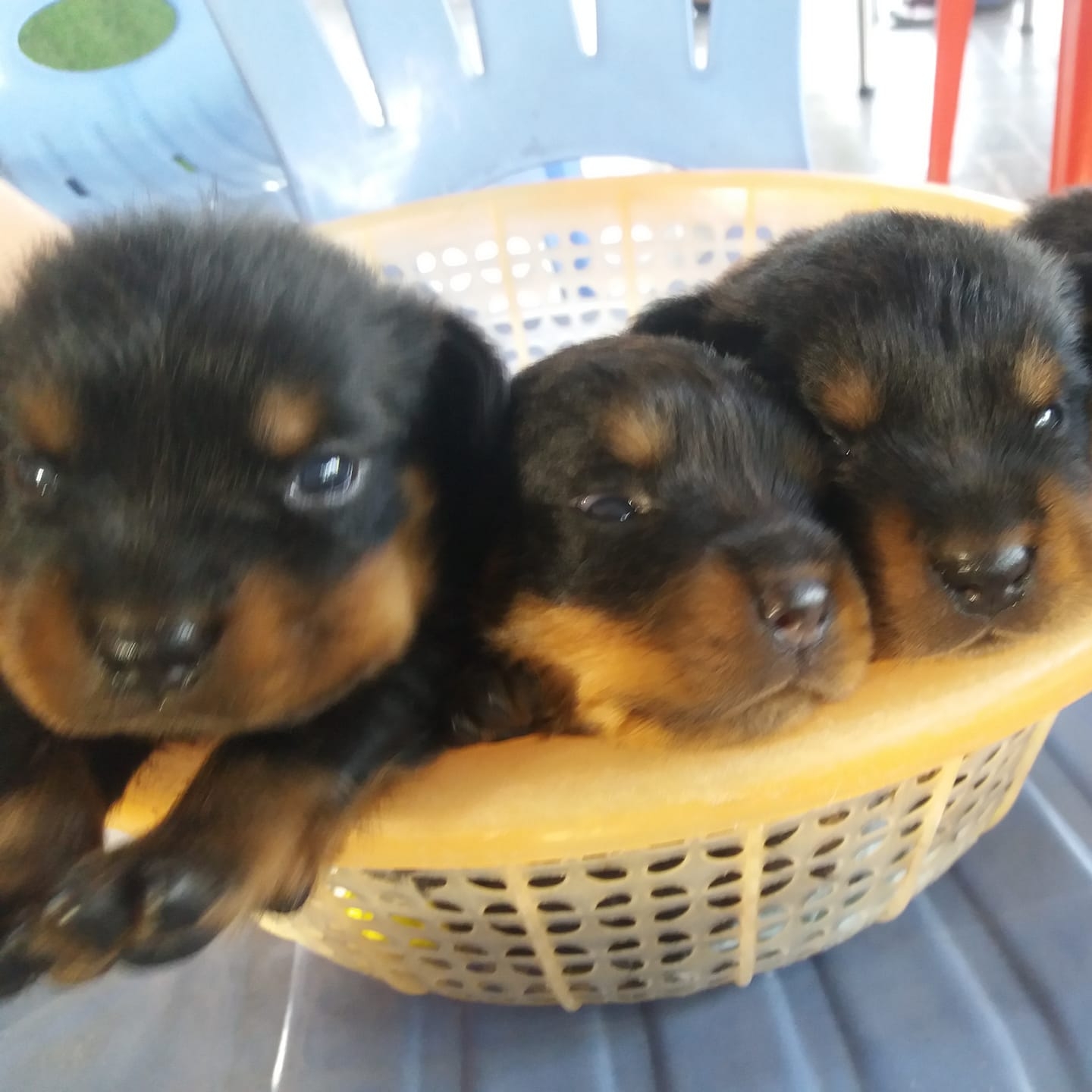 Trại Chó Rottweiler Trung Cần Thơ