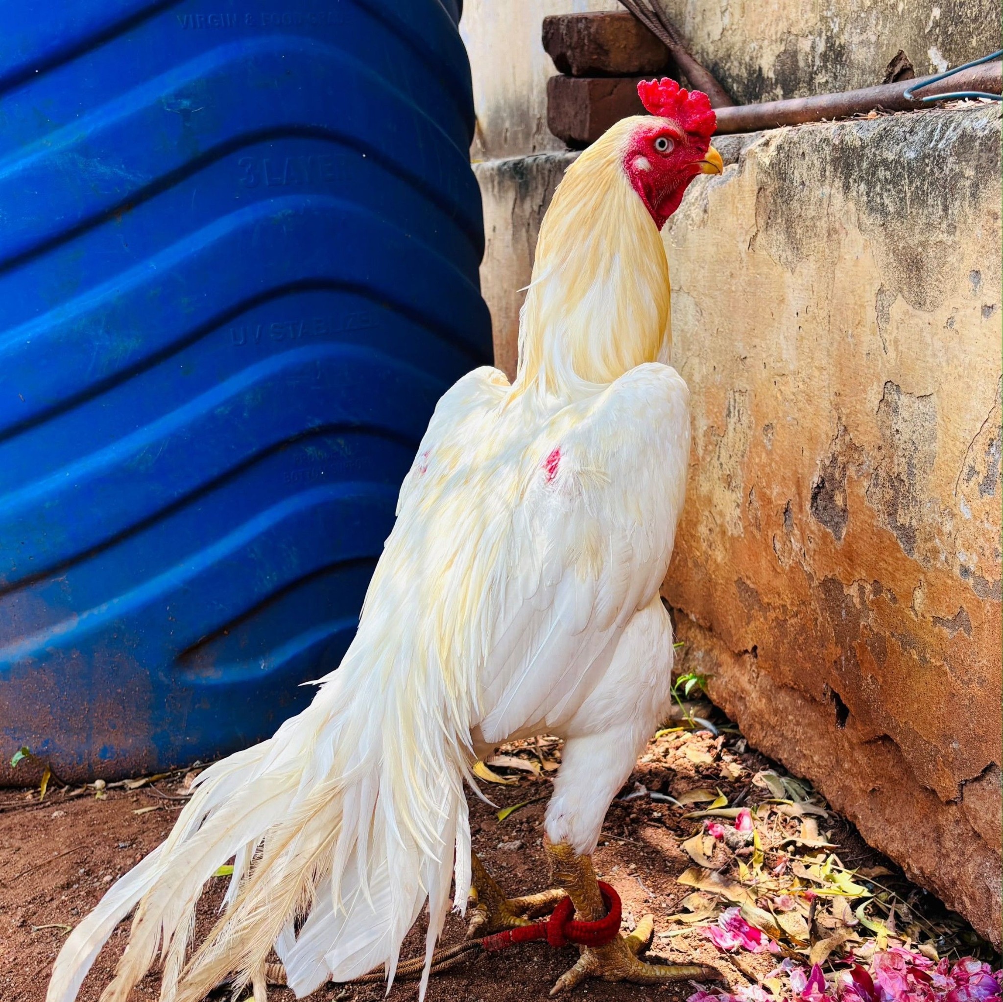 அபிஜீத், ஆஷு மற்றும் சௌரவ் ஆகியோர் இந்திராகாந்தி சர்வதேச விமான ...