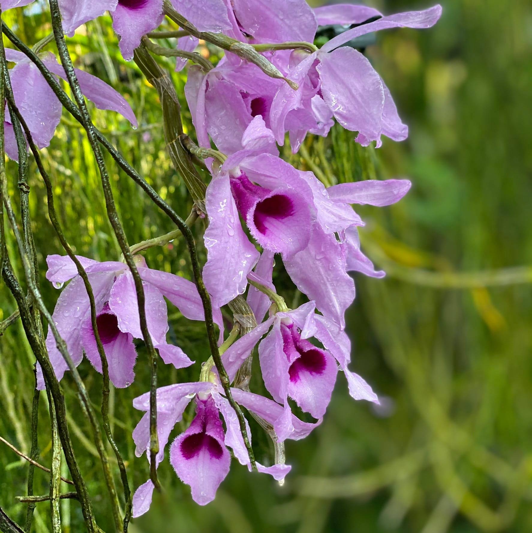 Patchara Orchid ขายปลีก-ส่งกล้วยไม้,ไม้ด่าง,ไม้มงคล