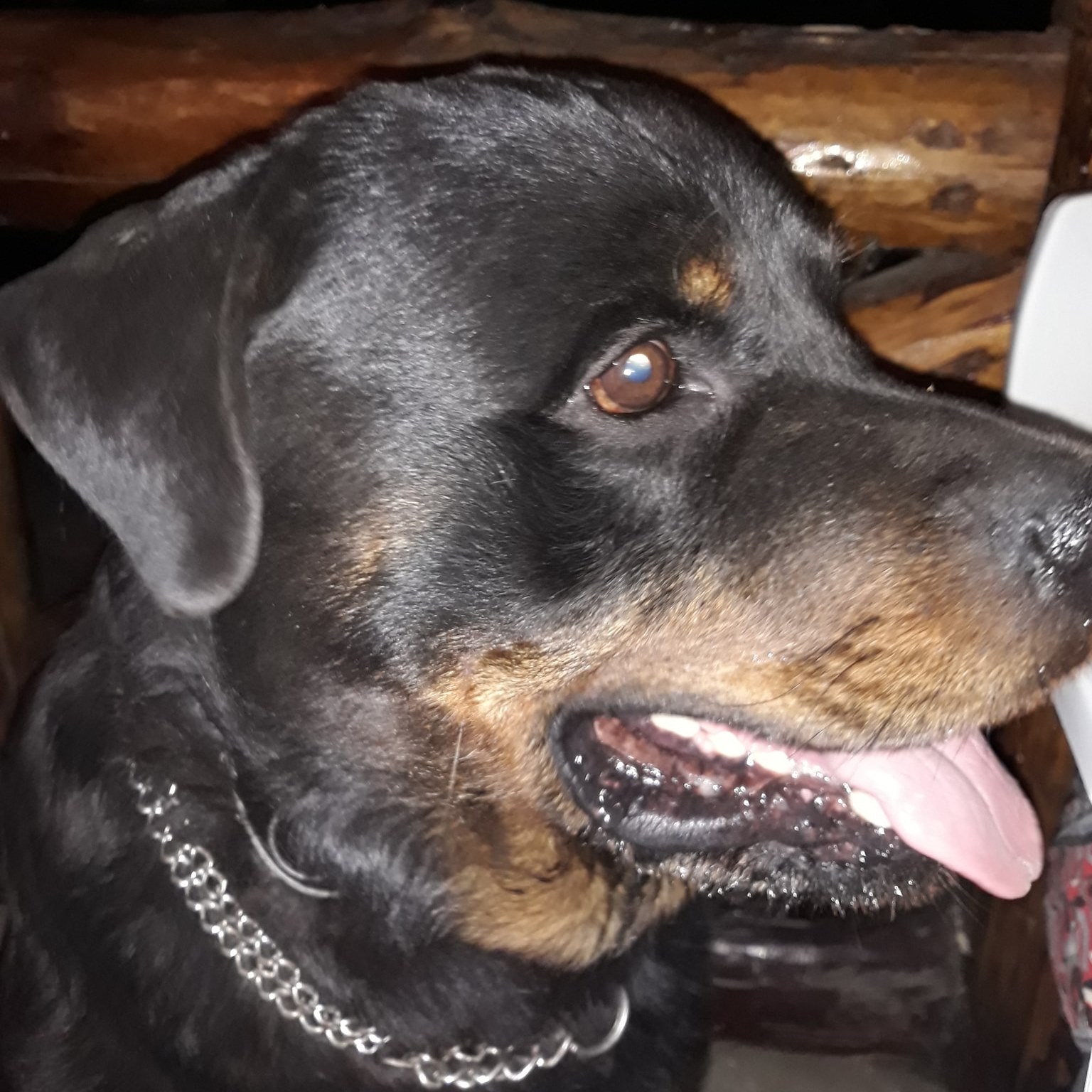 Santo The Rottweiler