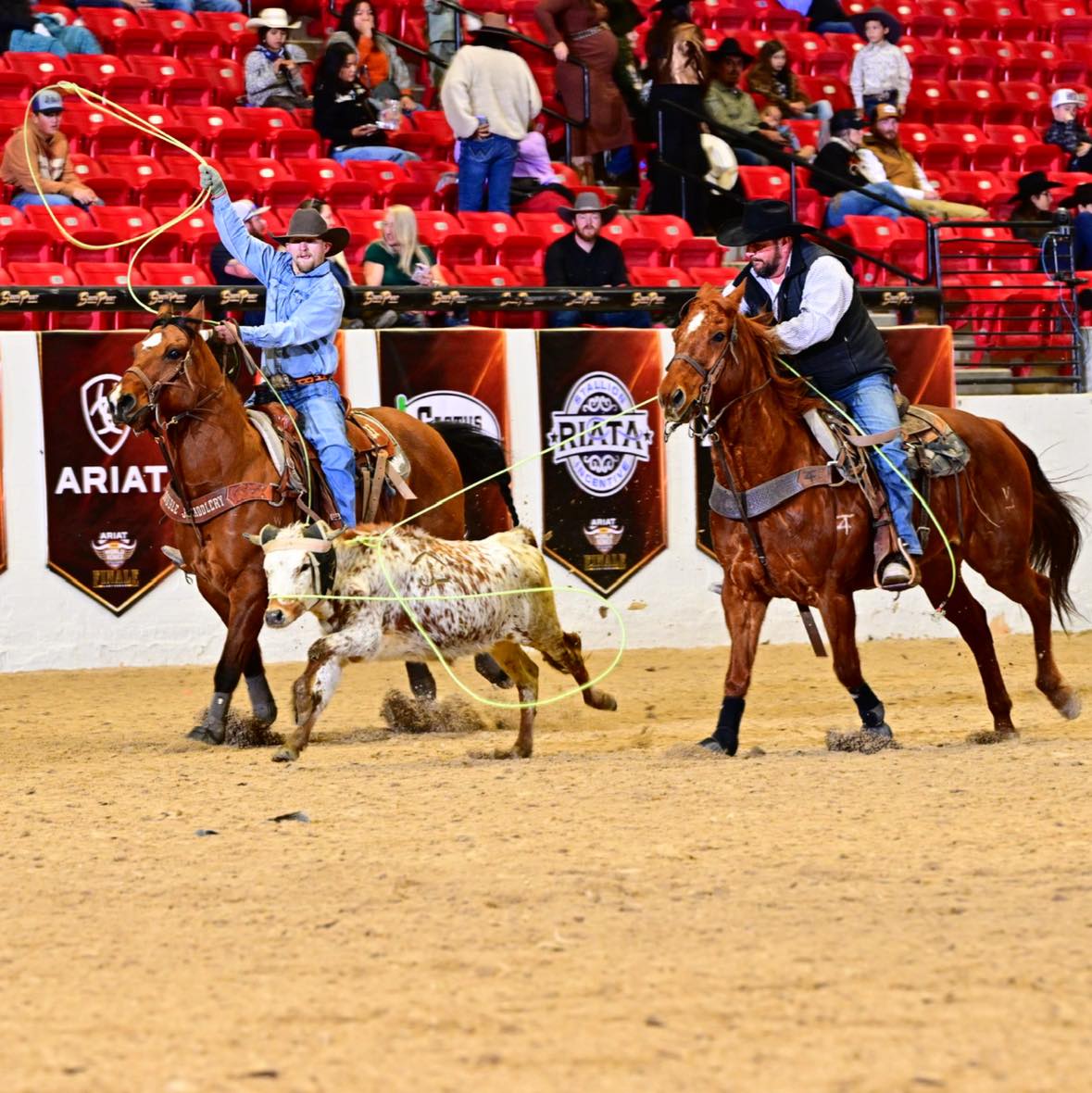 Ruby Buckle Prospects | ISO: The Goodbye Lane broodmare only | Facebook