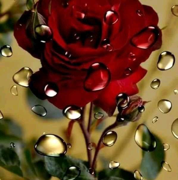 Samier Ahammad Shamier