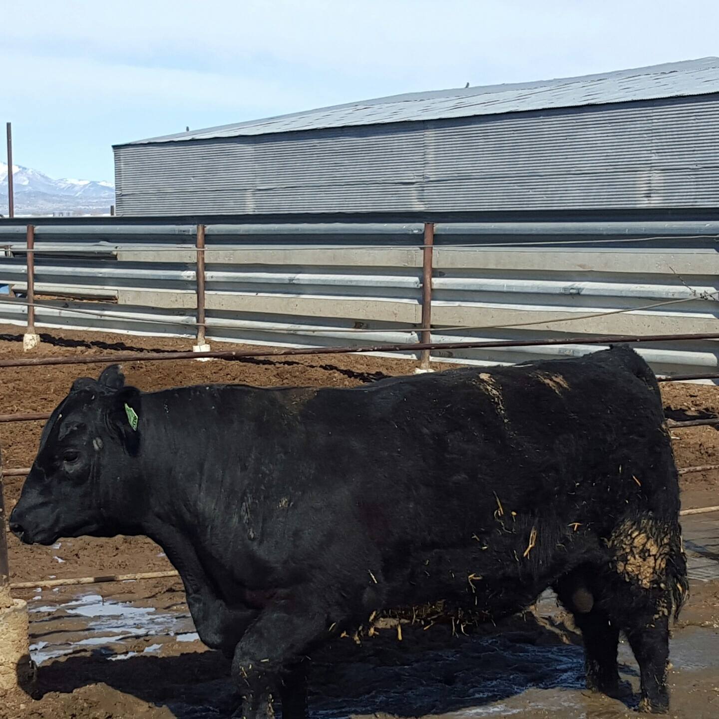 4M Black Angus Ranch | Roosevelt UT