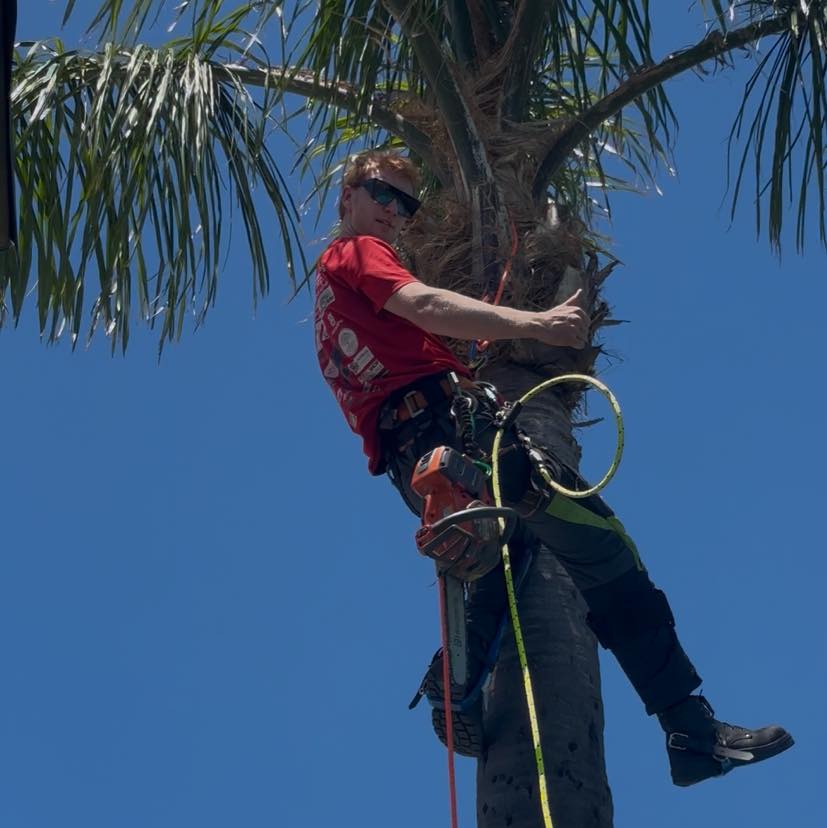 Tree Climbers of Western Australia | hi guys got these 4 trees two are ...