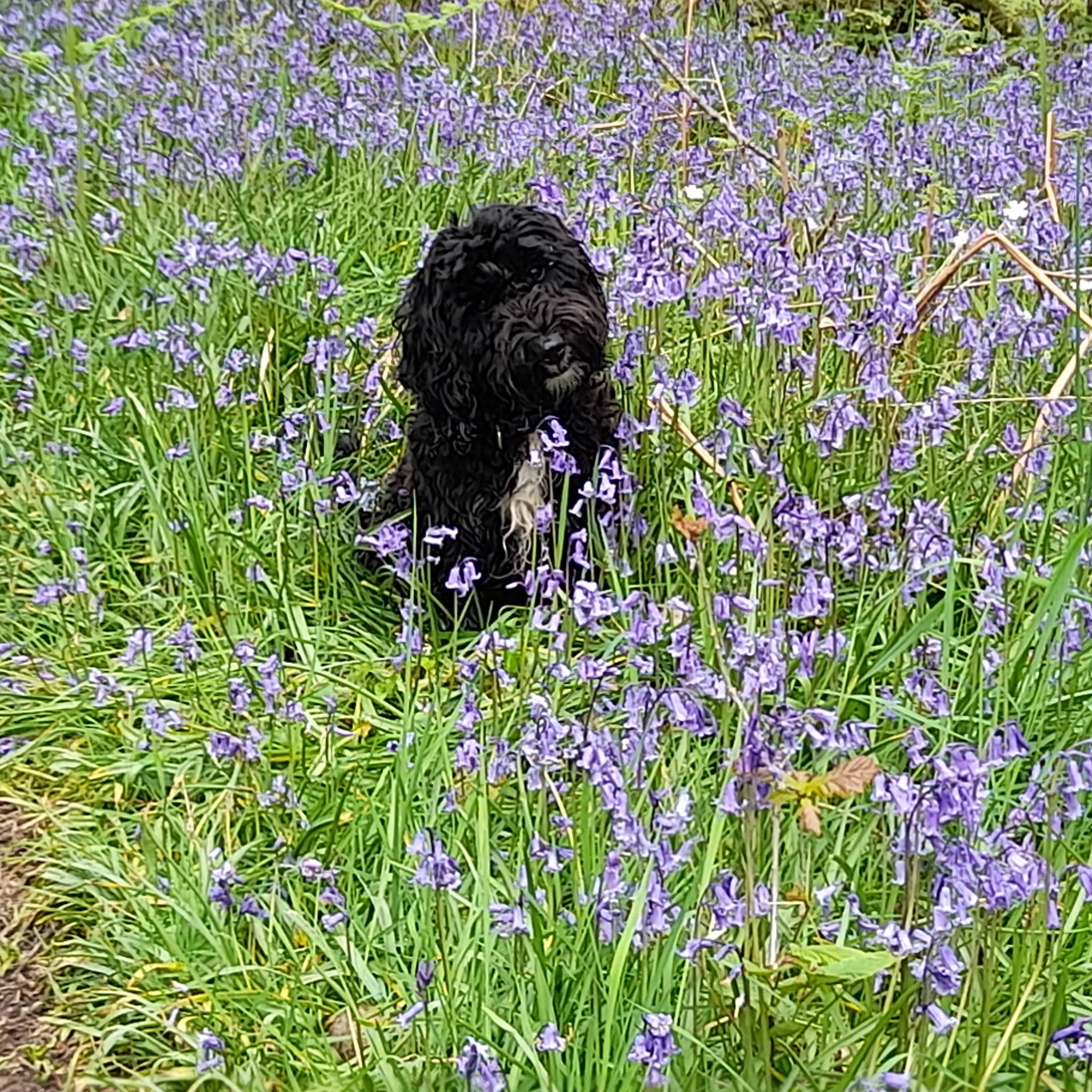 Cockapoo Owners | Introducing our fur baby Ava who is 8 weeks old and ...