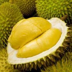 Singapore Durian CLUB 的个人主页