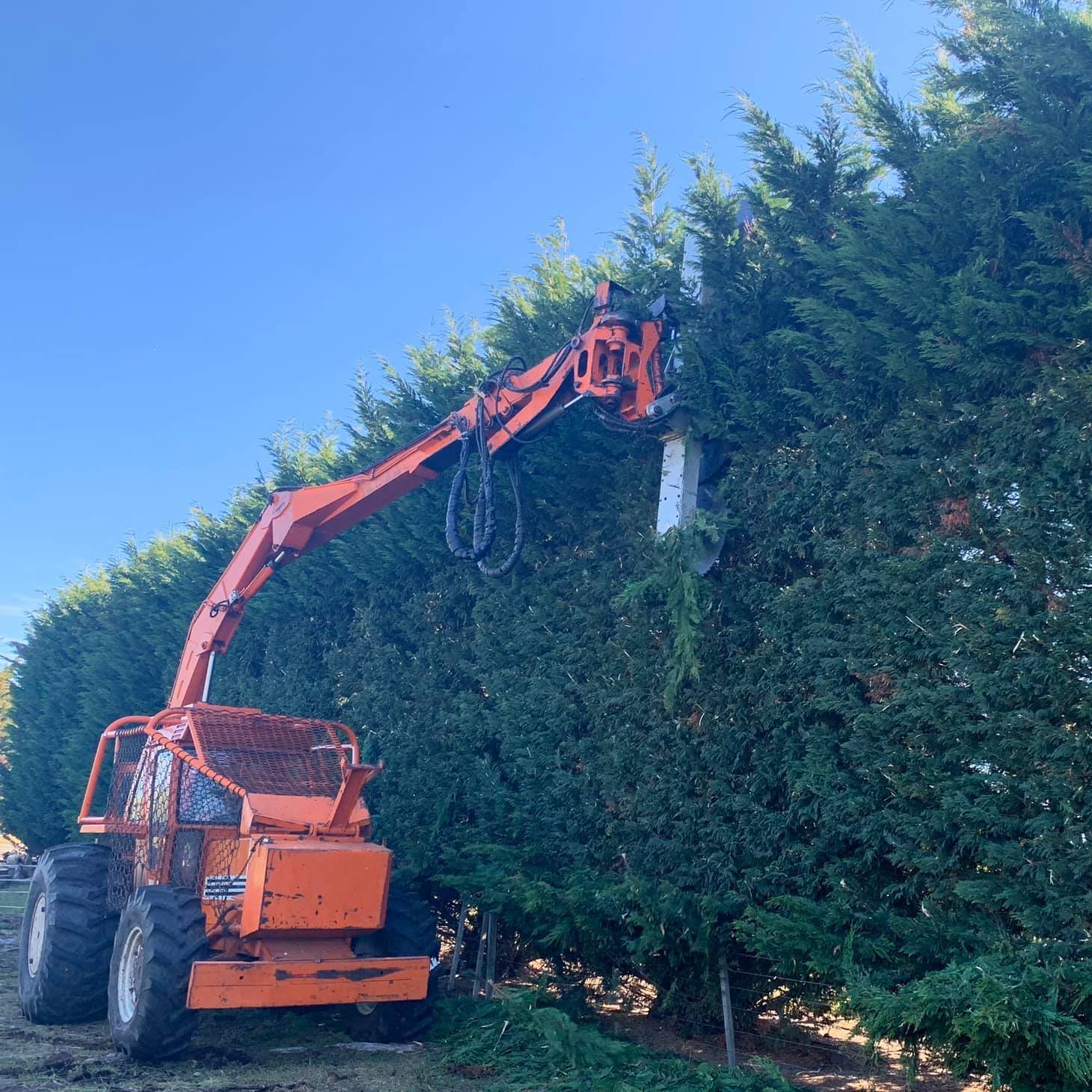 Tree shear making light work of this macrocarpa hedge | Lifestyle Ag ...
