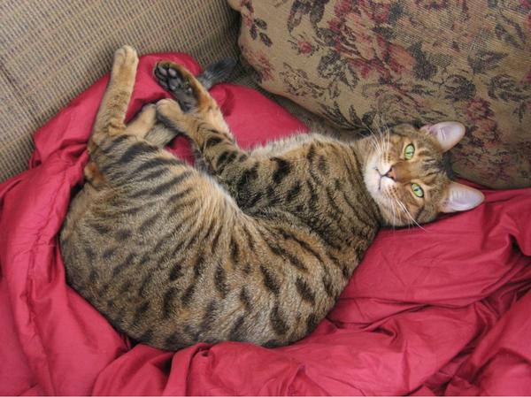Raja the Bengal Cat