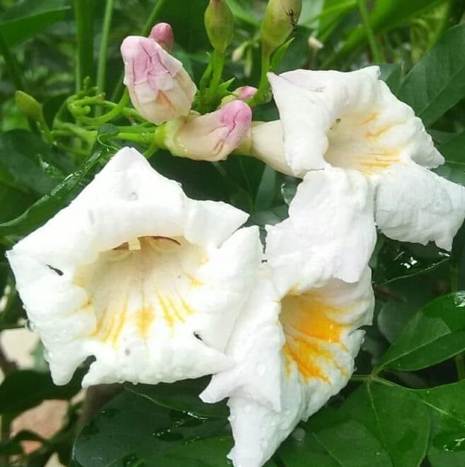 Shakar nursery farm pattoki pakistan