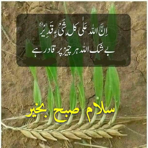 M Rafiq