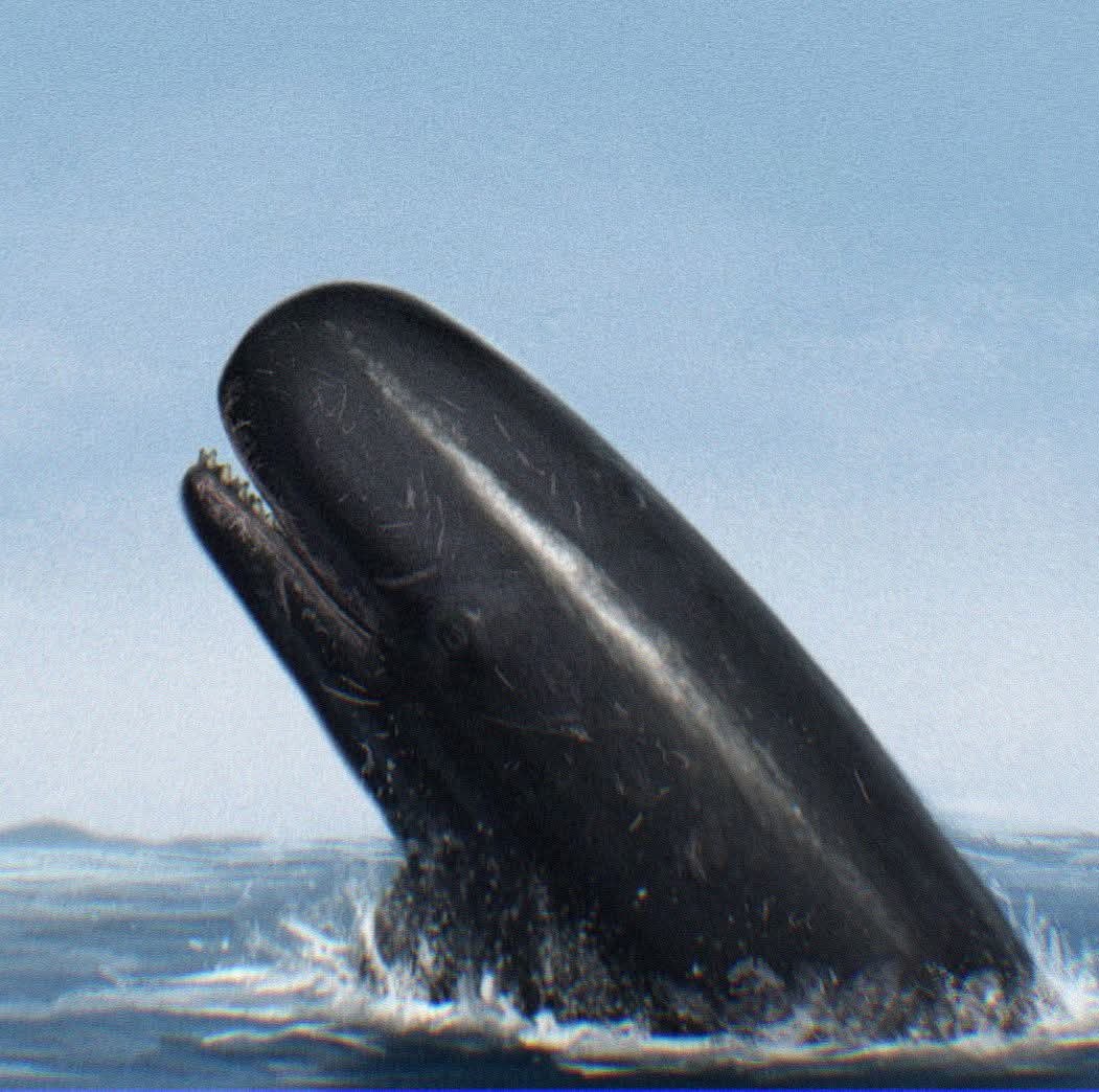 Jaime - 𝙊𝙨𝙤𝙙𝙤𝙗𝙚𝙣𝙪𝙨 𝙚𝙤𝙙𝙤𝙣, a newly described type of primitive walrus ...