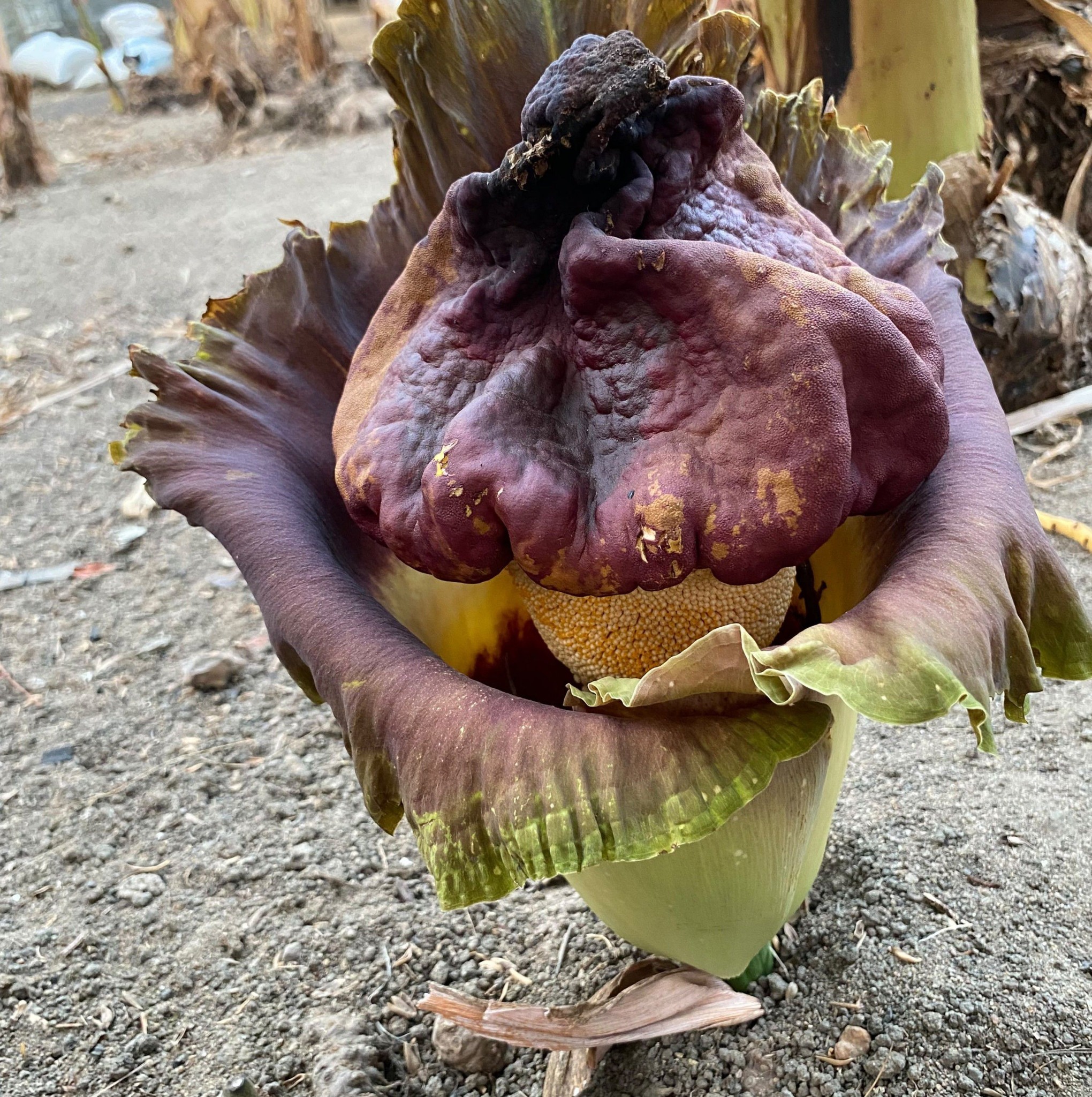 Corpse flowers | Fruits Bar